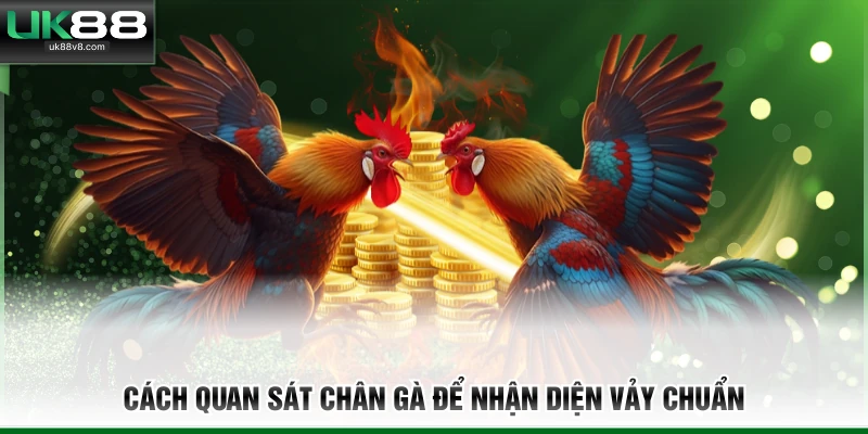 Cách quan sát chân gà để nhận diện vảy chuẩn