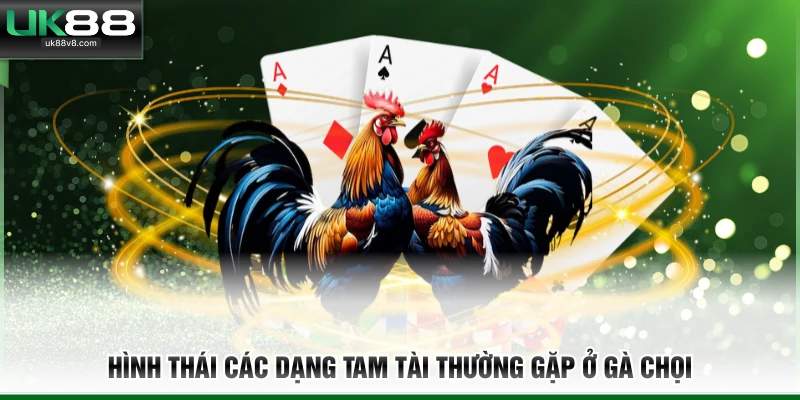 Hình thái các dạng tam tài thường gặp ở gà chọi