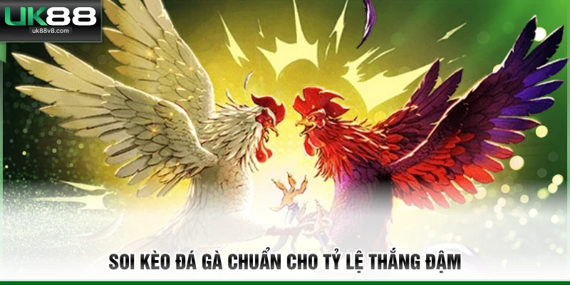Soi kèo đá gà chuẩn cho tỷ lệ thắng đậm