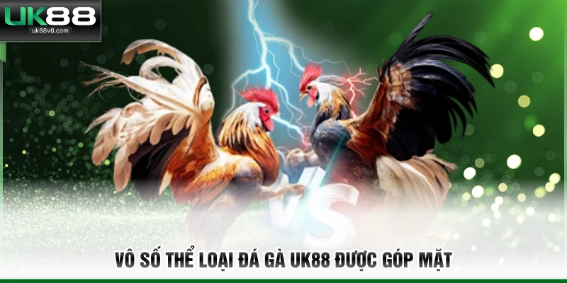 Vô số thể loại đá gà UK88 được góp mặt